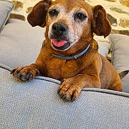 Maya participe au concours pour gagner de l'argent avec cette photo : dog, canine, pet, brown_dog, small_dog, floppy_ears, tongue_out, happy, smiling, portrait, sitting, paws, collar, sofa, couch, cushion, living_room, stone_wall, indoor, wooden_floor