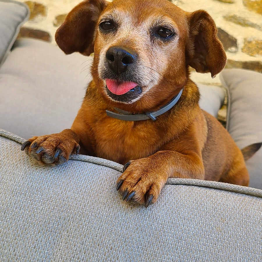 Maya participe au concours pour gagner de l'argent avec cette photo : dog, canine, pet, brown_dog, small_dog, floppy_ears, tongue_out, happy, smiling, portrait, sitting, paws, collar, sofa, couch, cushion, living_room, stone_wall, indoor, wooden_floor