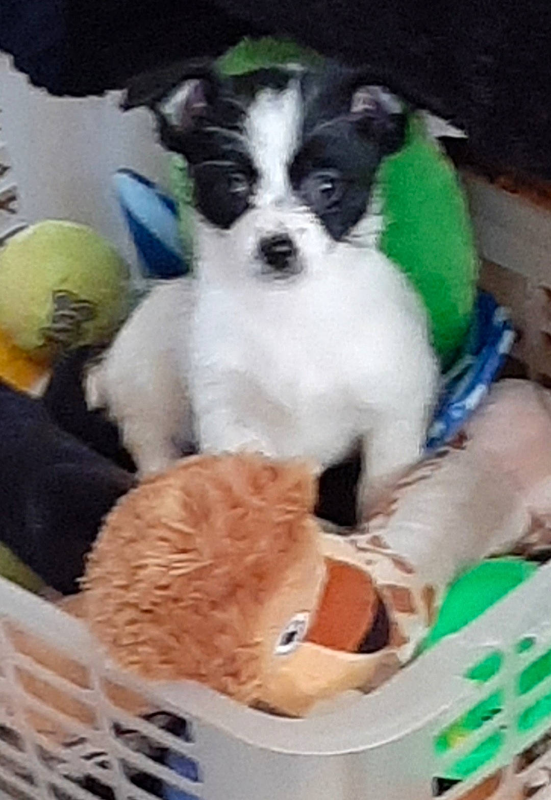 Lily participe au concours pour gagner de l'argent avec cette photo : canidae, carnivore, comfort, companion_dog, dog, dog_bed, dog_breed, dog_clothes, dog_supply, fur, linens, pet_supply, pillow, small_terrier, sporting_group, tableware, terrier, toy, toy_dog, working_animal