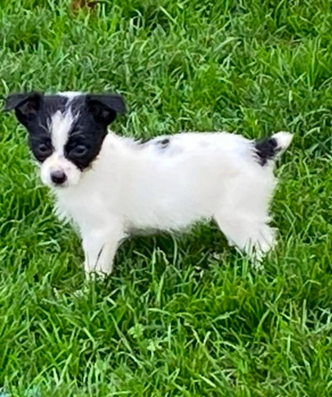 Lily a rejoint le concours — aidez-le/la à gagner de superbes lots ! canidae, carnivore, companion_dog, dog, dog_breed, grass, grassland, groundcover, plant, puppy, snout, sporting_group, tail, terrestrial_animal, toy_dog, working_animal