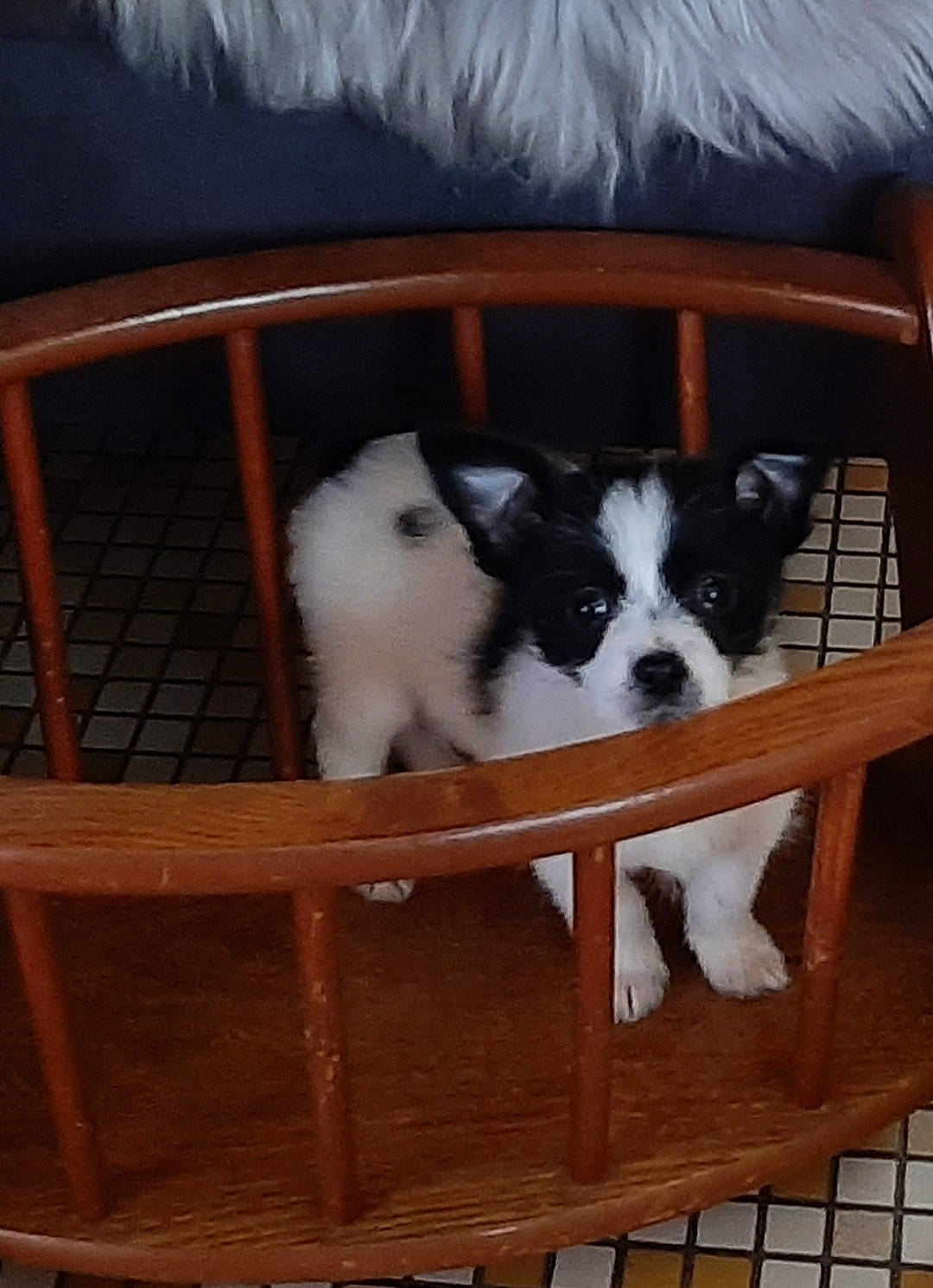 Lily a rejoint le concours — aidez-le/la à gagner de superbes lots ! basket, canidae, carnivore, cat_supply, companion_dog, couch, dog, dog_breed, dog_crate, dog_supply, fawn, fur, hardwood, outdoor_furniture, pet_supply, sporting_group, toy_dog, whiskers, wood, working_animal