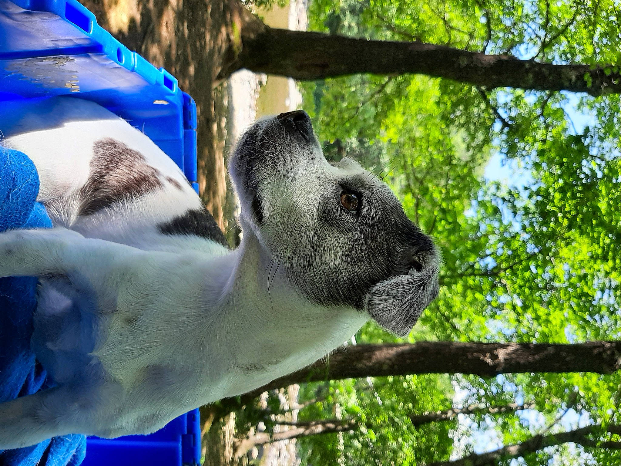 Quigley joined the competition — help win amazing prizes! art, blue, electric_blue, elephant, elephants_and_mammoths, fawn, grass, human_leg, indian_elephant, livestock, pack_animal, plant, sculpture, snout, tail, terrestrial_animal, tree, trunk, wildlife, working_animal