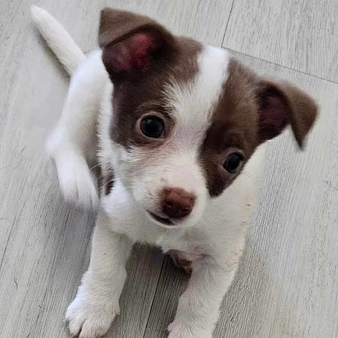 Lil Guy is registered to the contest to win money with this photo: adorable, animal, brown_and_white, canine, close_up, curious, cute, dog, domestic_animal, floor, floppy_ears, four_legs, fur, indoor, looking_up, pet, playful, puppy, small_dog, young
