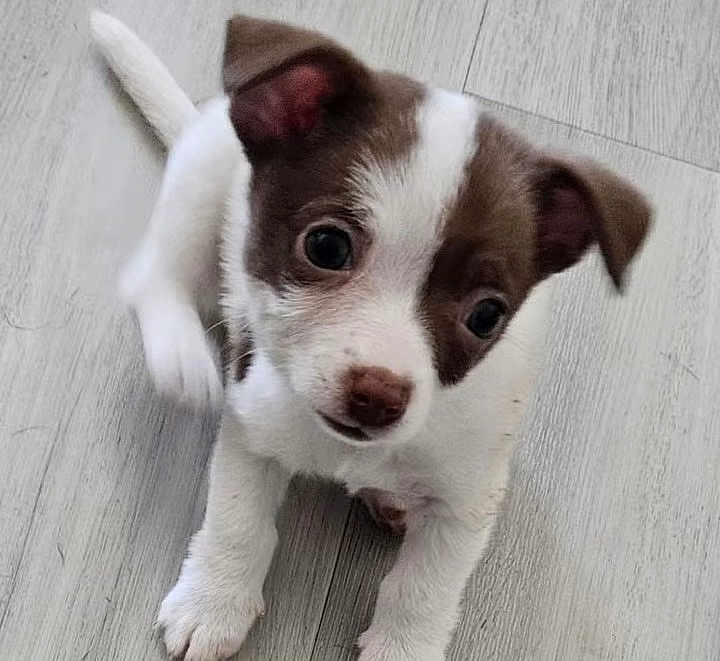 Lil Guy is registered to the contest to win money with this photo: puppy, dog, small_dog, brown_and_white, cute, young, pet, animal, indoor, floor, curious, floppy_ears, fur, canine, adorable, looking_up, four_legs, playful, close_up, domestic_animal
