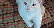 Appa is registered to the contest to win money with this photo: cat, white_cat, orange_markings, pet, animal, feline, indoor, couch, plaid, pattern, fur, paw, resting, relaxed, cute, domestic, mammal, whiskers, ears, eyes