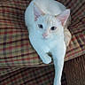 cat, white_cat, orange_markings, pet, animal, feline, indoor, couch, plaid, pattern, fur, paw, resting, relaxed, cute, domestic, mammal, whiskers, ears, eyes