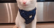 Appa is registered to the contest to win money with this photo: animal, blue_harness, cat, cream_cat, cute, domestic_animal, ears, floor, fur, harness, indoor, kitchen, kitten, pet, sitting, small, tail, whiskers, white_cat, wood_floor