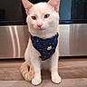 cat, kitten, pet, indoor, floor, wood_floor, harness, blue_harness, white_cat, cream_cat, cute, small, animal, domestic_animal, fur, whiskers, ears, tail, sitting, kitchen