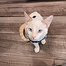 cat, white_cat, heterochromia, blue_eye, brown_eye, curled_tail, collar, wooden_floor, indoor, pet, animal, cute, looking_up, curious, feline, flooring, domestic_cat, whiskers, ears, closeup