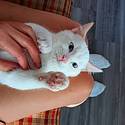 Appa joined the competition — help win amazing prizes! cat, kitten, white_cat, blue_eyes, paw, hand, person, lap, indoor, floor, wood_floor, cushion, petting, cute, feline, animal, relaxing, close_up, soft_fur, domestic_cat