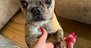 Frank is registered to the contest to win money with this photo: animal, close_up, couch, cushion, dog, french_bulldog, handshake, human_hand, indoors, manicure, paw, pet, pink_nails, portrait, puppy, tattoo, upright_ears, wide_eyes, wooden_floor, wrinkled_face