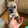 animal, close_up, couch, cushion, dog, french_bulldog, handshake, human_hand, indoors, manicure, paw, pet, pink_nails, portrait, puppy, tattoo, upright_ears, wide_eyes, wooden_floor, wrinkled_face