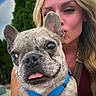 blonde_hair, blue_harness, close_up, collar, dog, ears, face, french_bulldog, grass, kissing, leash, outdoor, person, pet, portrait, selfie, smiling, tongue, trees, woman