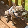 Frank joined the competition — help win amazing prizes! animal, backyard, blue, brown, clothing, deck, dog, ears, eyes, face, flowers, french_bulldog, grass, harness, outdoor, pet, portrait, sitting, sunlight, wooden_floor