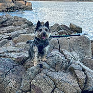 Vroum participe au concours pour gagner de l'argent avec cette photo : dog, rocky_shore, ocean, water, rocks, outdoor, pet, happy, canine, nature, leash, harness, sky, clouds, landscape, coastline, animal, tongue_out, adventure, daytime