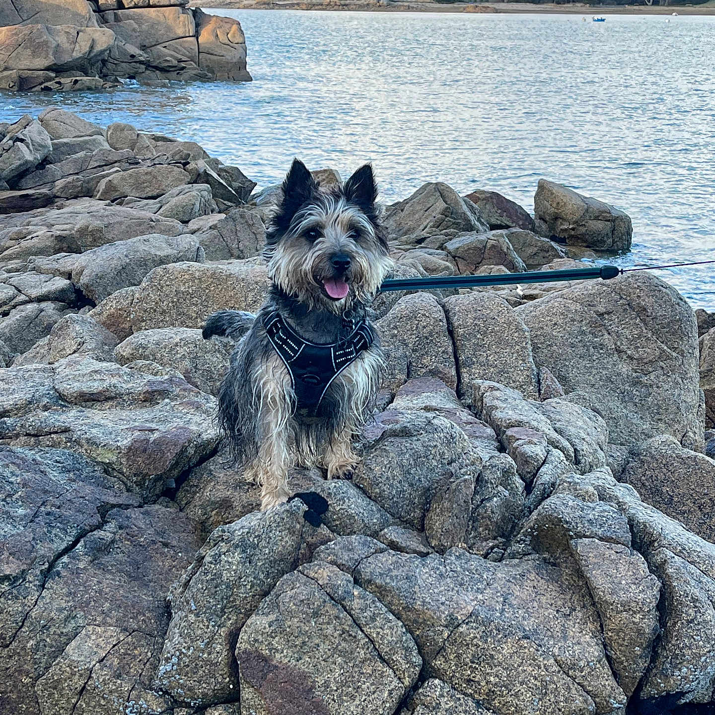 Vroum participe au concours pour gagner de l'argent avec cette photo : dog, rocky_shore, ocean, water, rocks, outdoor, pet, happy, canine, nature, leash, harness, sky, clouds, landscape, coastline, animal, tongue_out, adventure, daytime