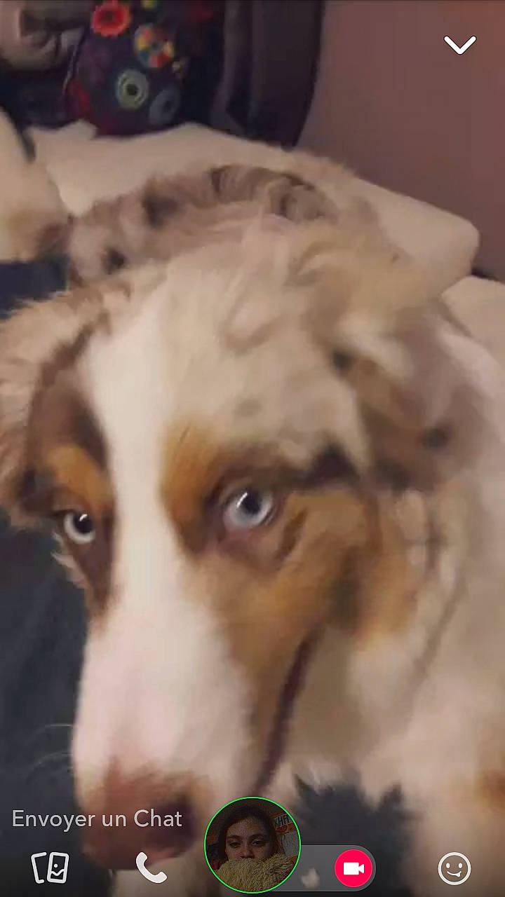 Oliver a rejoint le concours — aidez-le/la à gagner de superbes lots ! australian_shepherd, companion_dog, dog, dog_breed, dog_breed_group, dog_like_mammal, miniature_australian_shepherd, person, snout