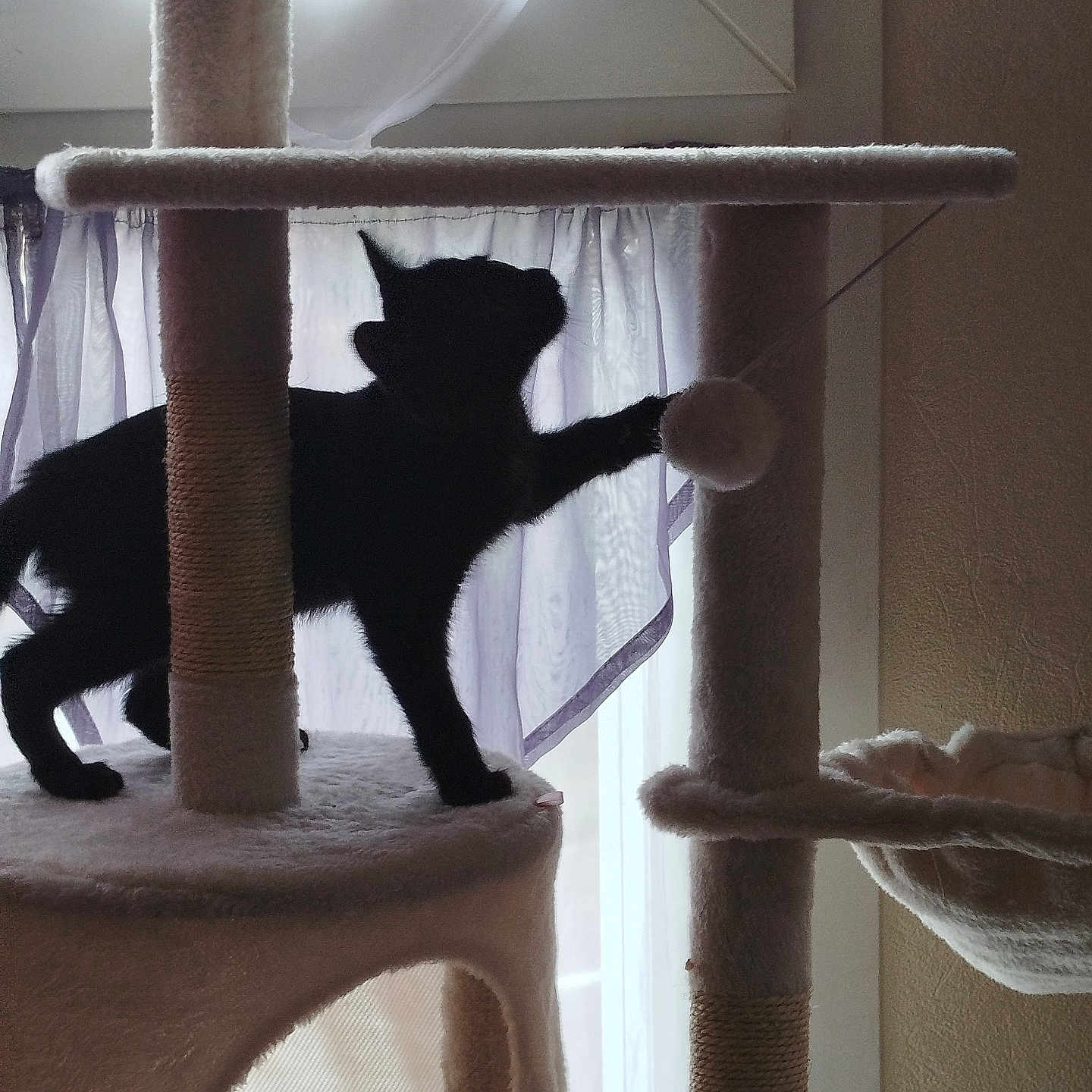 Cookie participe au concours pour gagner de l'argent avec cette photo : animal, cat, cat_tree, curtain, daylight, fabric, feline, fuzzy_ball, home, indoor, light, paw, pet, playful, shadow, silhouette, soft, toy, vertical, window