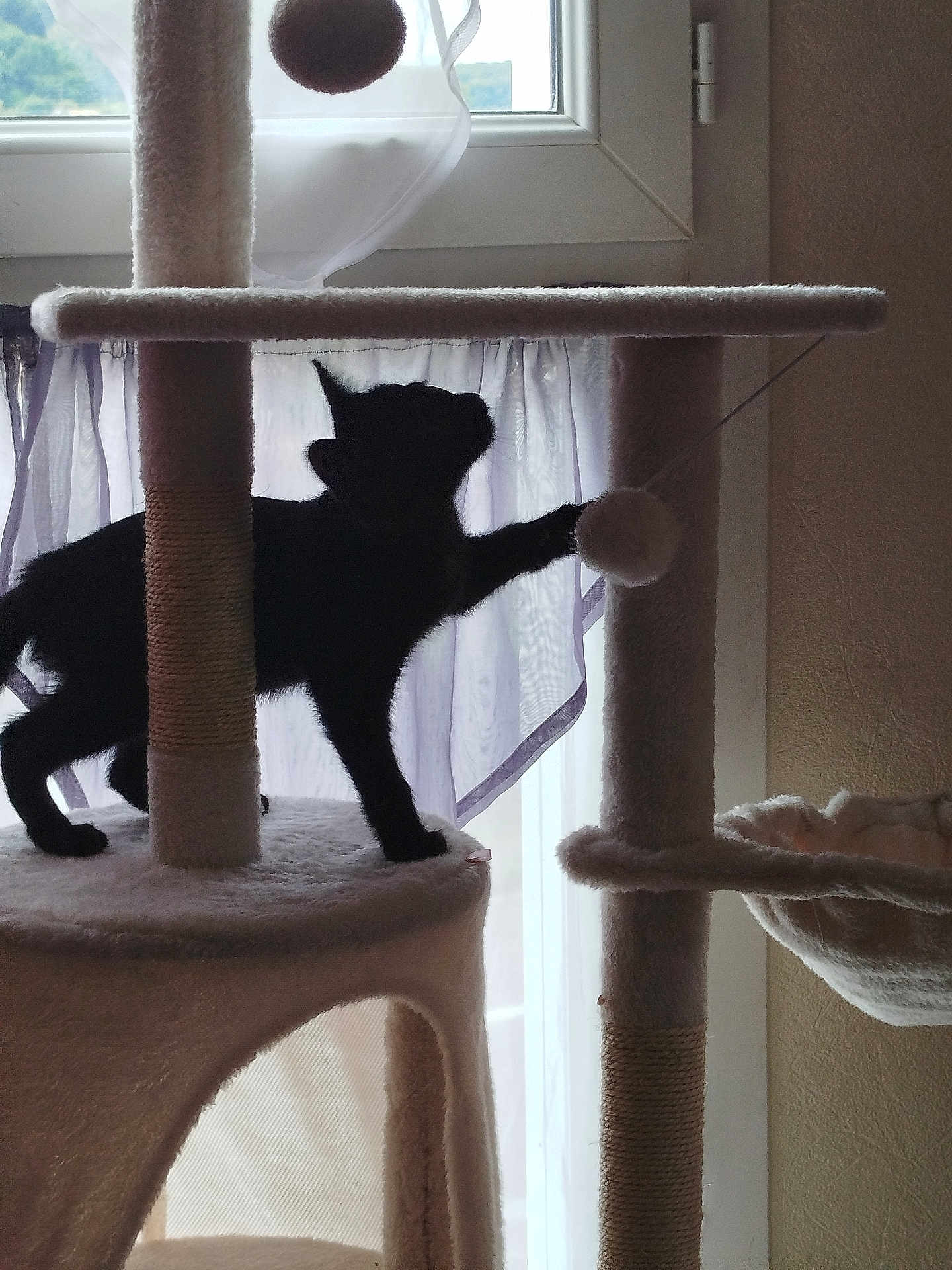 Cookie participe au concours pour gagner de l'argent avec cette photo : cat, silhouette, cat_tree, toy, window, curtain, indoor, pet, feline, playful, shadow, fuzzy_ball, daylight, paw, animal, home, light, fabric, vertical, soft