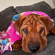 Princess joined the competition — help win amazing prizes! animal, blanket, brown_dog, close_up, couch, cute, dog, eyes, face, floppy_ears, home, indoor, lying_down, nose, pet, pink_blanket, portrait, puppy, relaxed, wrinkles