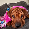 dog, puppy, wrinkles, brown_dog, close_up, face, eyes, nose, floppy_ears, couch, blanket, pink_blanket, indoor, home, portrait, lying_down, relaxed, cute, pet, animal