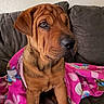 Princess is registered to the contest to win money with this photo: animal, black_nose, blanket, brown_dog, couch, cozy, cute, dog, floppy_ears, front_view, furniture, home, indoor, pet, photography, pink_blanket, portrait, puppy, sitting, wrinkled_face