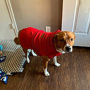 Bingo joined the competition — help win amazing prizes! dog, red_sweater, indoor, wooden_floor, door, dog_bed, blanket, brown_dog, white_paws, curious, pet, canine, looking_up, home_interior, flooring, cozy, warm_clothing, animal, companion, domestic