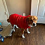 dog, red_sweater, indoor, wooden_floor, door, dog_bed, blanket, brown_dog, white_paws, curious, pet, canine, looking_up, home_interior, flooring, cozy, warm_clothing, animal, companion, domestic