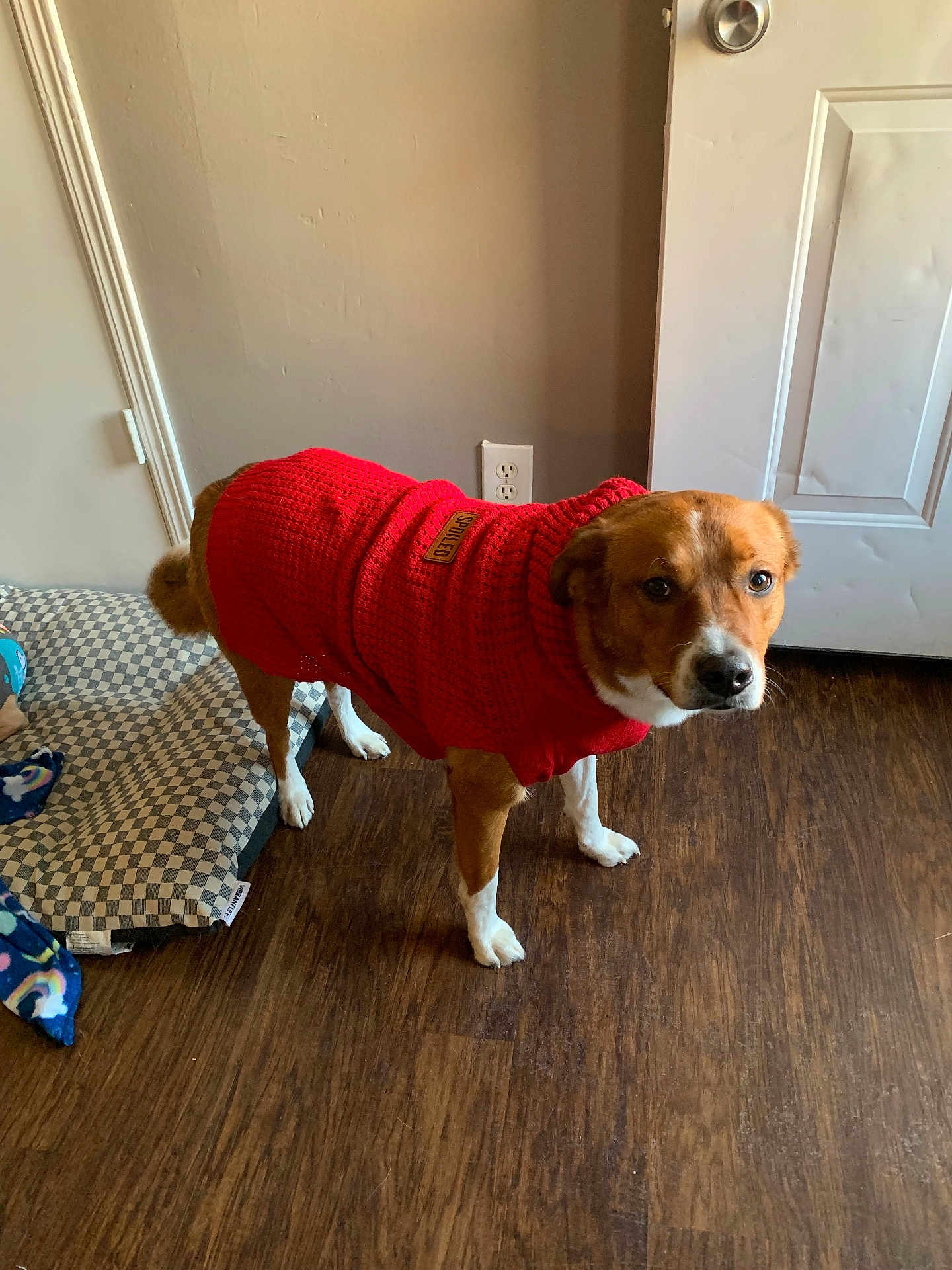 Bingo joined the competition — help win amazing prizes! dog, red_sweater, indoor, wooden_floor, door, dog_bed, blanket, brown_dog, white_paws, curious, pet, canine, looking_up, home_interior, flooring, cozy, warm_clothing, animal, companion, domestic