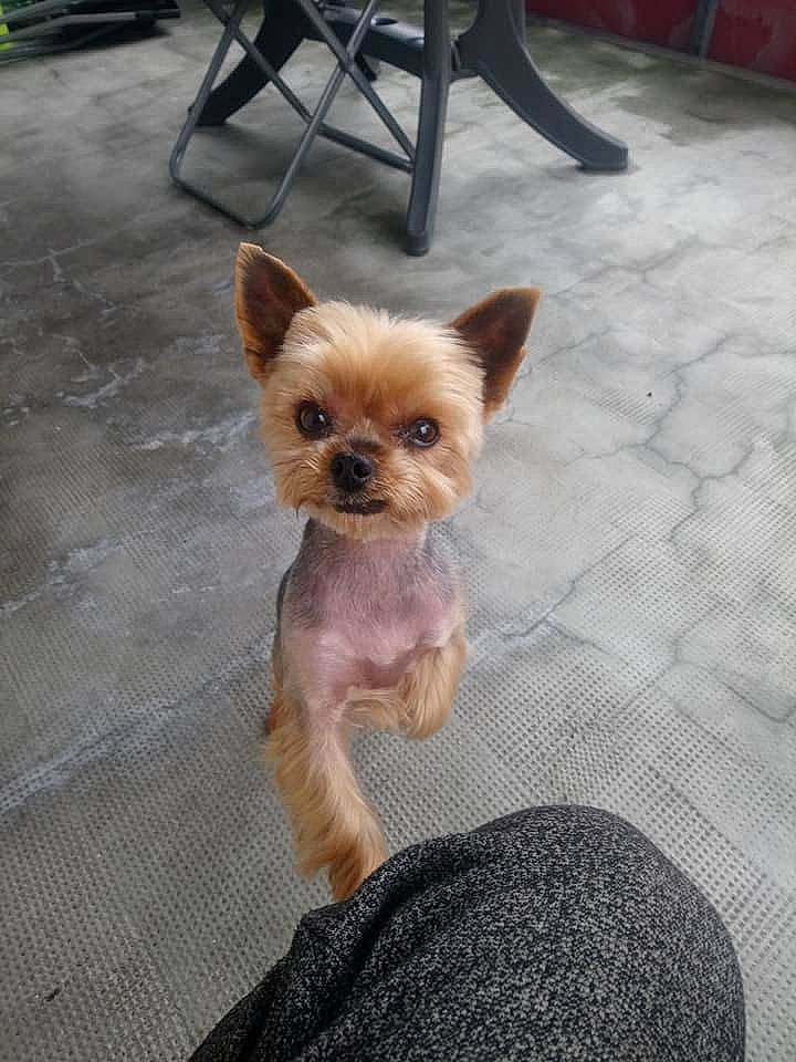 Geuss a rejoint le concours — aidez-le/la à gagner de superbes lots ! canidae, carnivore, chihuahua, companion_dog, dog, dog_breed, fawn, mammal, puppy, rare_breed_dog, small_terrier, snout, terrier, toy_dog, vertebrate, yorkshire_terrier