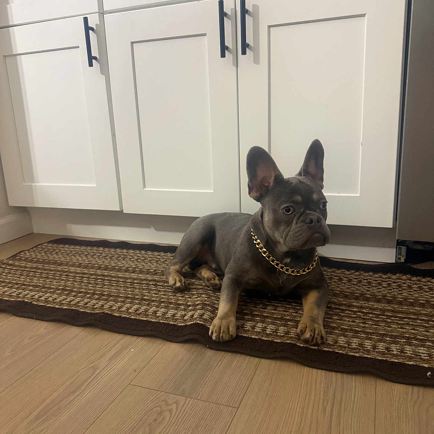 Bluey