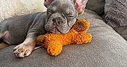 Bluey joined the competition — help win amazing prizes! dog, puppy, french_bulldog, sleeping, sleepy, couch, sofa, teddy_bear, toy, orange, gray, indoors, home, pet, cute, relaxed, portrait, closeup, soft_furnishings, cozy