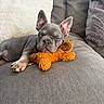 dog, puppy, french_bulldog, sleeping, sleepy, couch, sofa, teddy_bear, toy, orange, gray, indoors, home, pet, cute, relaxed, portrait, closeup, soft_furnishings, cozy