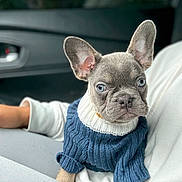 Bluey is registered to the contest to win money with this photo: dog, french_bulldog, puppy, blue_eyes, large_ears, sweater, knitwear, collar, car, vehicle_interior, seat, person, portrait, close_up, pet, cute, serious_expression, indoor, fashion, animal