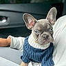 dog, french_bulldog, puppy, blue_eyes, large_ears, sweater, knitwear, collar, car, vehicle_interior, seat, person, portrait, close_up, pet, cute, serious_expression, indoor, fashion, animal