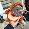 Bluey joined the competition — help win amazing prizes! dog, puppy, french_bulldog, reindeer_costume, pet, animal, brown_costume, festive, holiday, portrait, close_up, sitting, gray_fur, blue_eyes, serious_expression, hand, indoors, doorway, household, cute