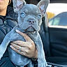 Bluey joined the competition — help win amazing prizes! dog, puppy, french_bulldog, pet, animal, portrait, close_up, blue_eyes, gray_fur, wrinkles, large_ears, sitting, being_held, person, hand, ring, car, vehicle_interior, indoor, cute