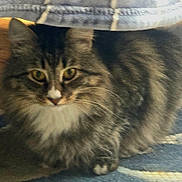 Christine Deleo joined the competition — help win amazing prizes! animal, carpet, cat, close_up, cozy, crouching, curious, cute, domestic, feline, fur, indoor, mammal, pet, soft_focus, striped, tabby, under_furniture, whiskers, yellow_eyes