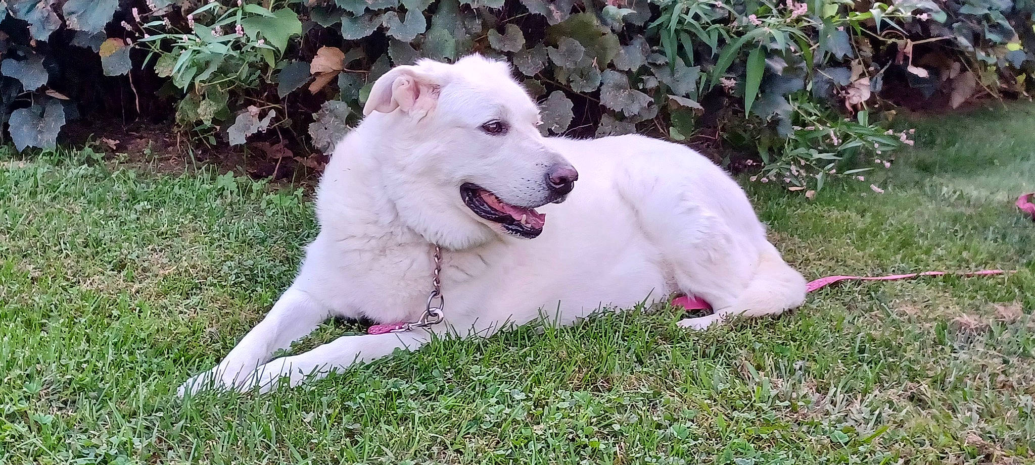 Snowball is registered to the contest to win money with this photo: canidae, carnivore, collar, companion_dog, dog, dog_breed, fang, grass, non_sporting_group, plant, polish_tatra_sheepdog, sporting_group, tail, terrestrial_animal, whiskers, working_animal, working_dog