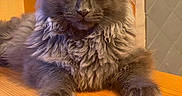 Starlord participe au concours pour gagner de l'argent avec cette photo : animal, cat, cute, domestic_animal, ears, eyes, feline, fluffy_fur, fur, gray_cat, house_pet, indoor, looking, mammal, pet, portrait, relaxed, resting, whiskers, wooden_table
