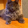 animal, cat, cute, domestic_animal, ears, eyes, feline, fluffy_fur, fur, gray_cat, house_pet, indoor, looking, mammal, pet, portrait, relaxed, resting, whiskers, wooden_table