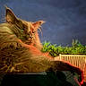 animal, cat, closeup, ears, fence, fluffy, fur, garden, green_light, long_hair, majestic, night, orange_light, outdoor, pet, portrait, relaxed, resting, sky, whiskers