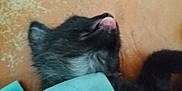 Aurelie-Pascale a rejoint le concours — aidez-le/la à gagner de superbes lots ! kitten, black_cat, tongue_out, sleeping, close_up, furry, pet, animal, cute, soft, small, young, lying_down, indoor, textile, turquoise, orange_background, fur, whiskers, resting