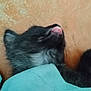 Aurelie-Pascale a rejoint le concours — aidez-le/la à gagner de superbes lots ! kitten, black_cat, tongue_out, sleeping, close_up, furry, pet, animal, cute, soft, small, young, lying_down, indoor, textile, turquoise, orange_background, fur, whiskers, resting