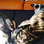 cat, cats, feline, pet, pets, couch, sofa, indoor, sunlight, relaxing, resting, fur, striped, black, tabby, animal, mammal, sleeping, comfortable, cozy