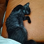 Aurelie-Pascale a rejoint le concours — aidez-le/la à gagner de superbes lots ! cat, black_cat, sleeping, fur, pet, animal, indoor, couch, leather, blanket, resting, cozy, feline, cute, relaxed, paw, whiskers, home, comfort, nap