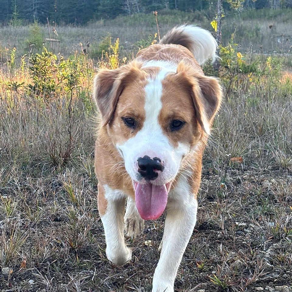 Yooper is registered to the contest to win money with this photo: animal, brown, canine, daylight, dog, ears, field, fur, grass, mammal, nature, outdoor, pet, scenery, snout, tongue_out, tree, walking, white, wildlife