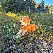 Yooper joined the competition — help win amazing prizes! dog, grass, wildflowers, gravel, forest, trees, outdoor, nature, sunlight, blue_sky, animal, pet, canine, field, ground, peaceful, relaxed, summer, daylight, collar