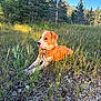 dog, grass, wildflowers, gravel, forest, trees, outdoor, nature, sunlight, blue_sky, animal, pet, canine, field, ground, peaceful, relaxed, summer, daylight, collar