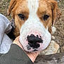 Yooper is registered to the contest to win money with this photo: dog, animal, pet, close_up, brown, white, nose, face, outdoor, grass, hand, person, sleeve, black_spots, fur, canine, portrait, snout, whiskers, wood
